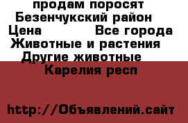 продам поросят .Безенчукский район  › Цена ­ 2 500 - Все города Животные и растения » Другие животные   . Карелия респ.